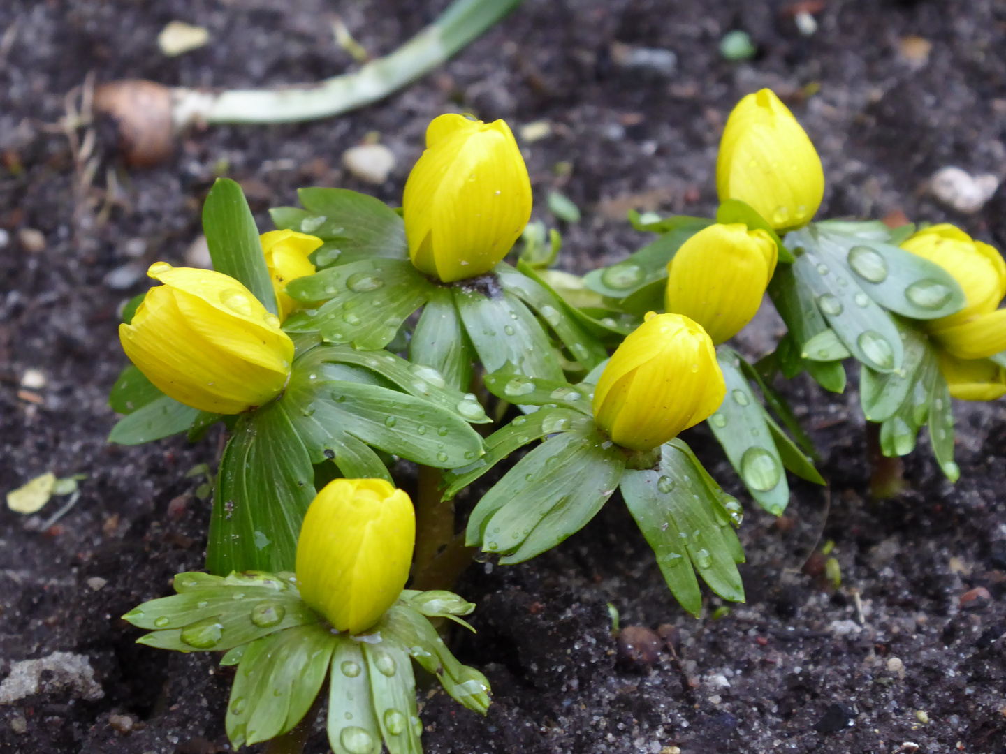 gelbe Mittwochsblümchen