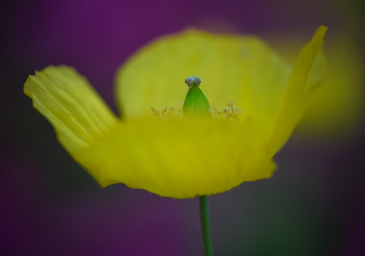 Gelbe Mohnblüte 