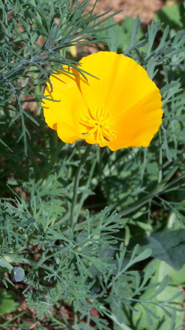 gelbe Mohnblüte / le jaune pavot