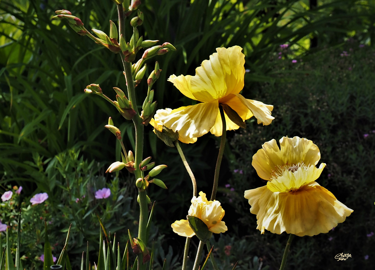 Gelbe Mohnblumen