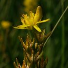 Gelbe Moorlilie (Narthecium ossifragum) - Blume des Jahres 2011