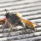 Gelbe Mordfliege frisst Marienkäfer.