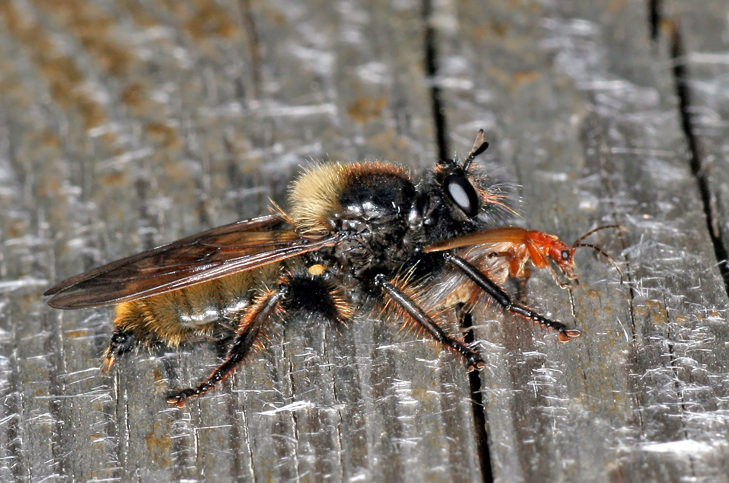 Gelbe Mordfliege (Laphria flava)......