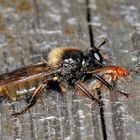 Gelbe Mordfliege (Laphria flava)......