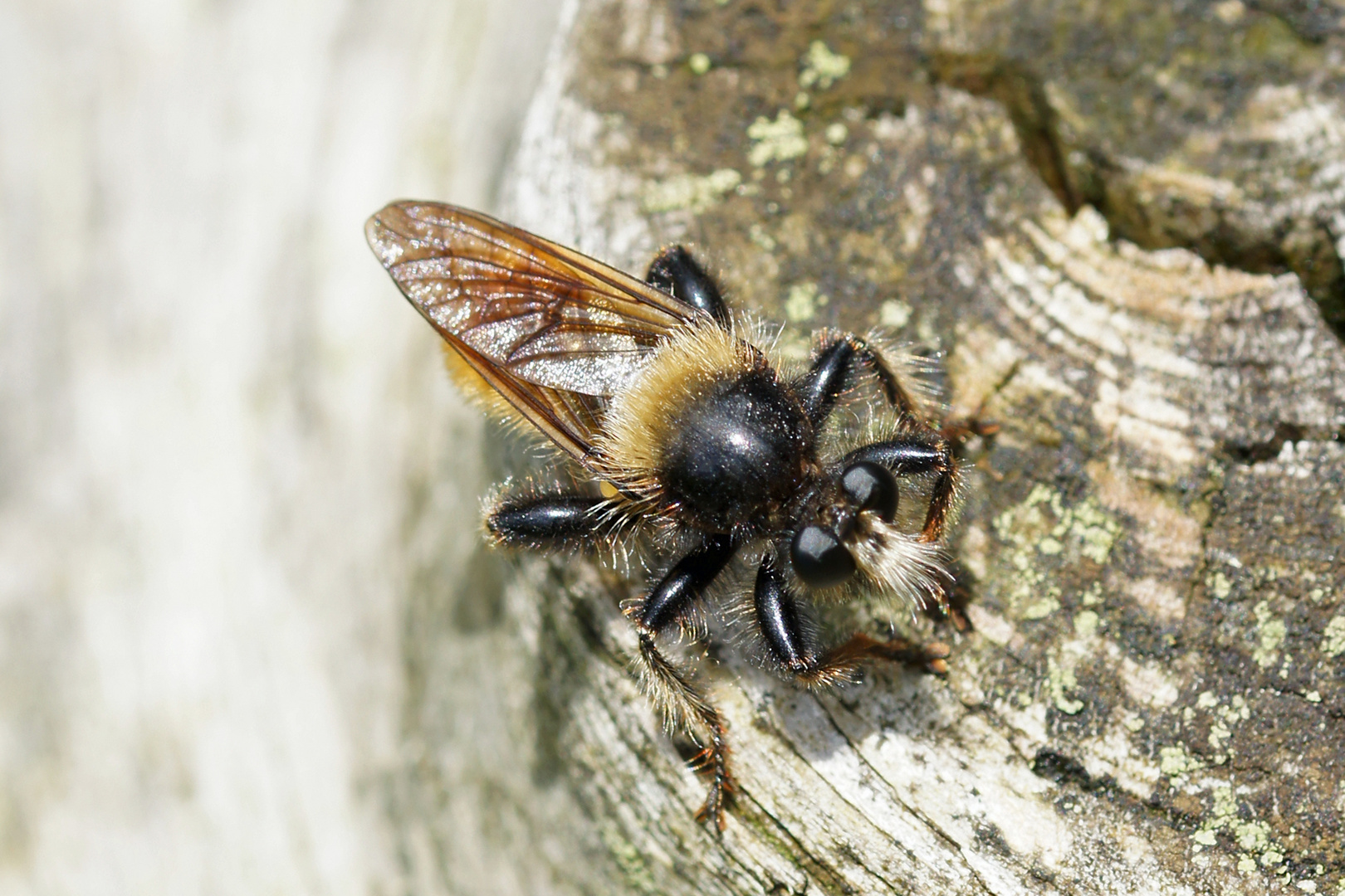  Gelbe Mordfliege  Laphria flava  