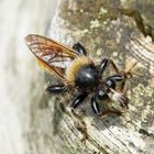  Gelbe Mordfliege  Laphria flava  