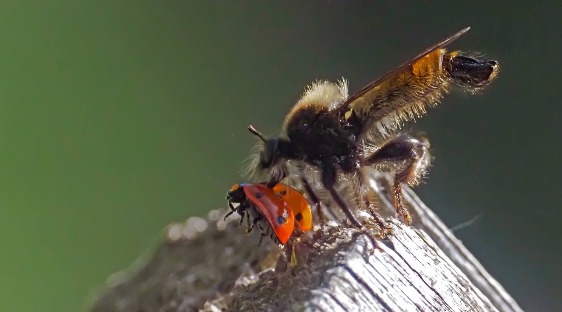 Gelbe Mordfliege (Laphria flava) 