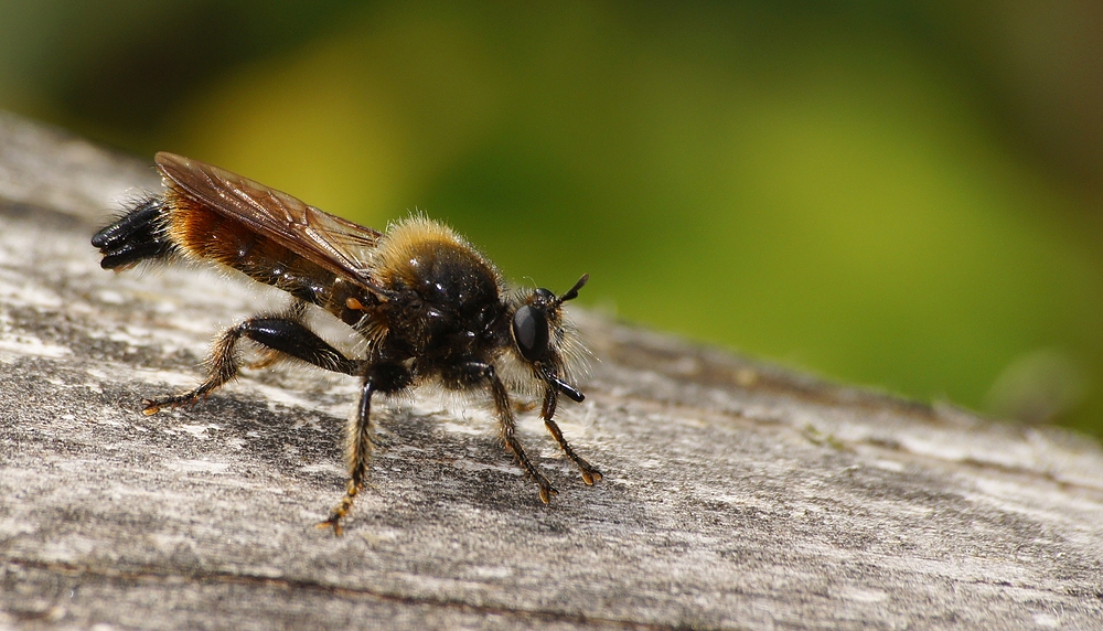 Gelbe Mordfliege (Laphria flava)