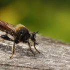 Gelbe Mordfliege (Laphria flava)