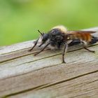 Gelbe Mordfliege (Laphria flava)