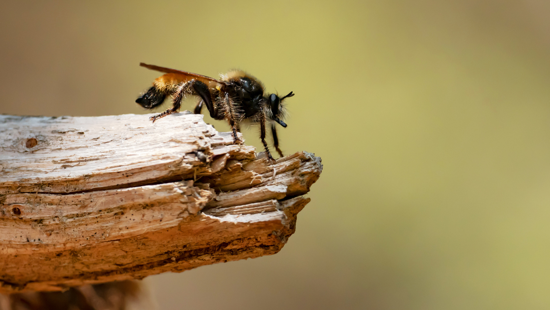 Gelbe Mordfliege (Laphria flava)