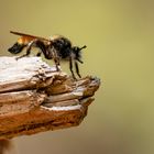 Gelbe Mordfliege (Laphria flava)