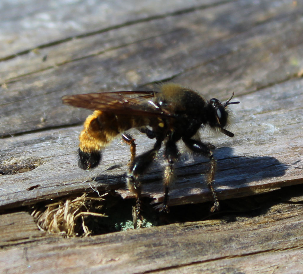 gelbe Mordfliege- Laphria flava 