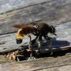 gelbe Mordfliege- Laphria flava 