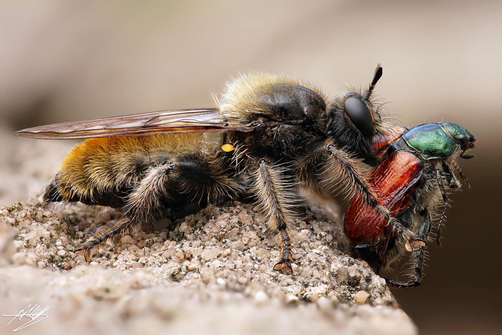 Gelbe Mordfliege (Laphria flava) mit Beute