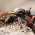 Gelbe Mordfliege (Laphria flava) mit Beute