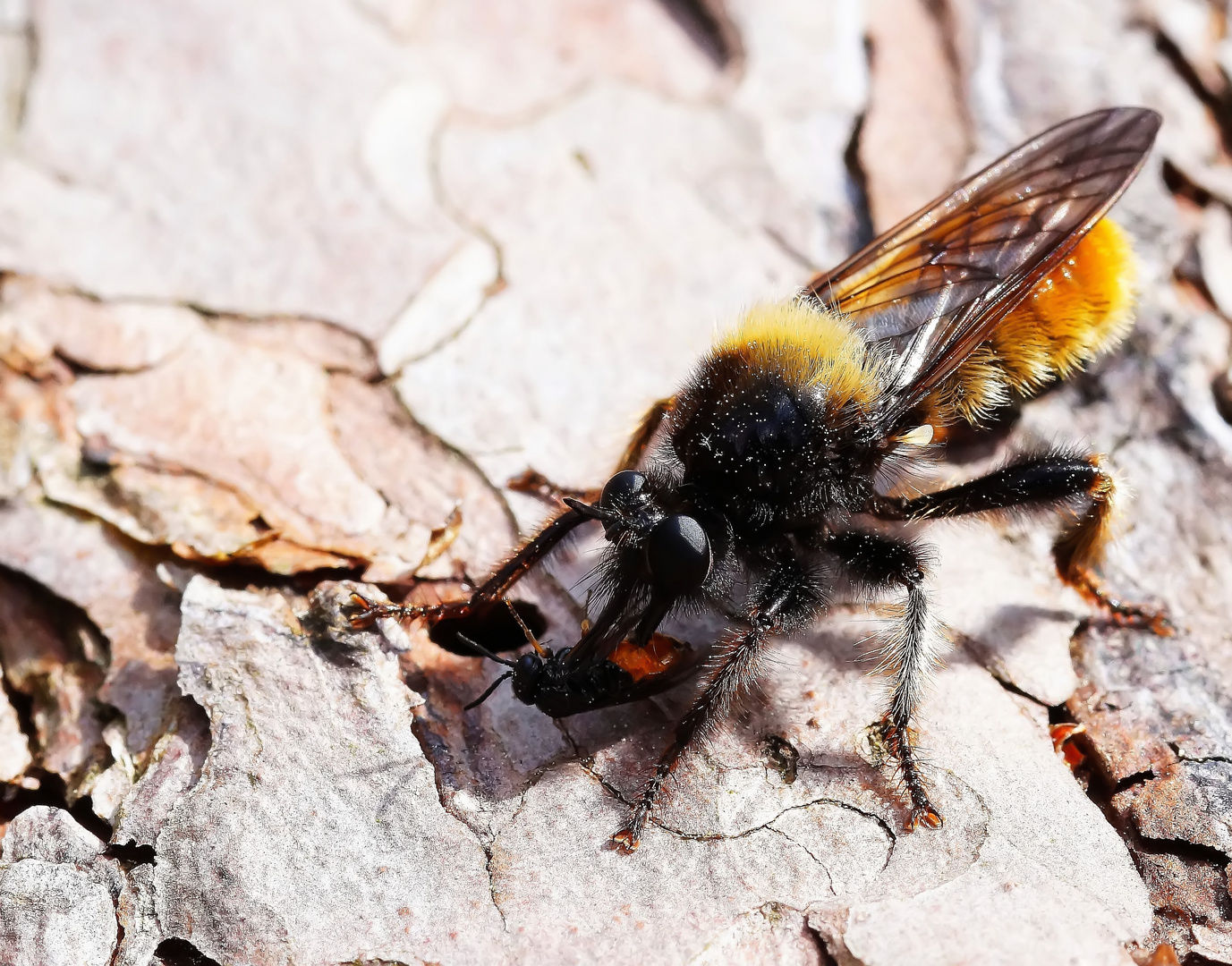 Gelbe Mordfliege (Laphria flava) mit erbeuteter Blattwespe