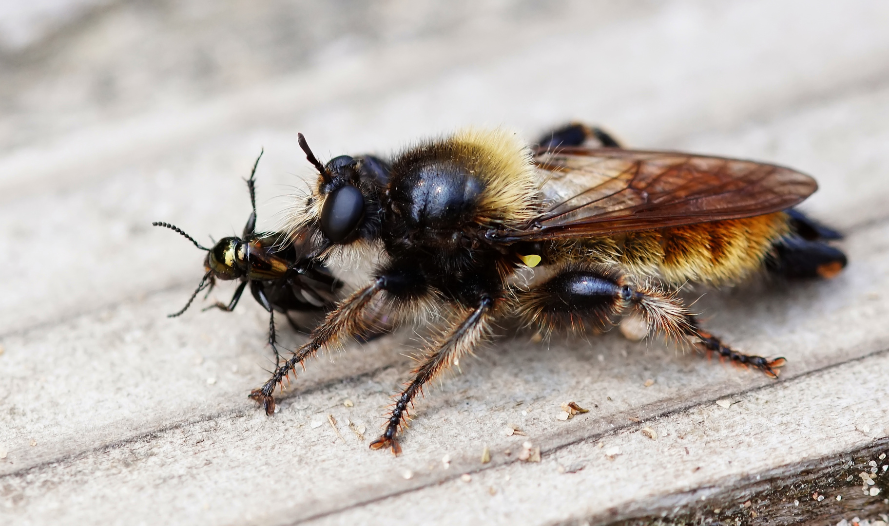 Gelbe Mordfliege (Laphria flava) mit "Opfer"