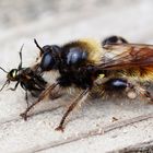 Gelbe Mordfliege (Laphria flava) mit "Opfer"