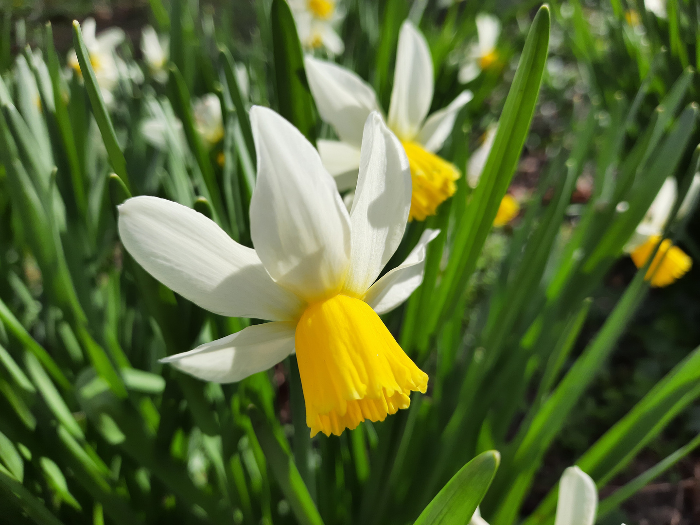 Gelbe Narzisse Foto & Bild pflanzen, pilze & flechten, blüten