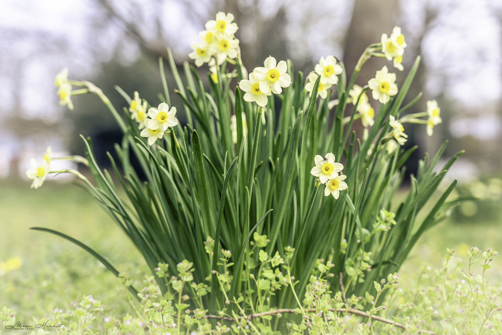 Gelbe Narzisse (Narcissus)