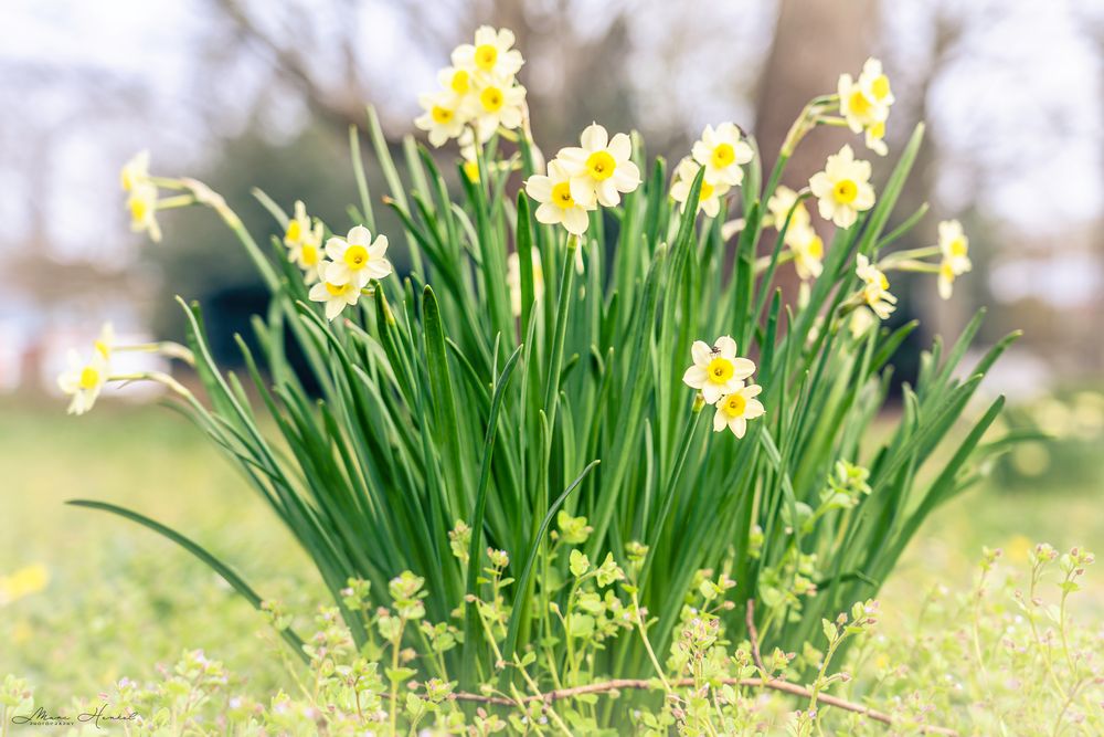 Gelbe Narzisse (Narcissus)