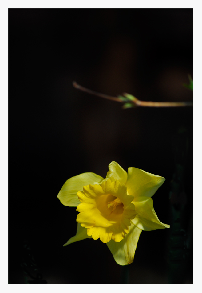 - Gelbe Narzisse (Narcissus pseudonarcissus) #2 -