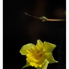 - Gelbe Narzisse (Narcissus pseudonarcissus) #2 -