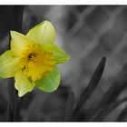 - Gelbe Narzisse (Narcissus pseudonarcissus) -