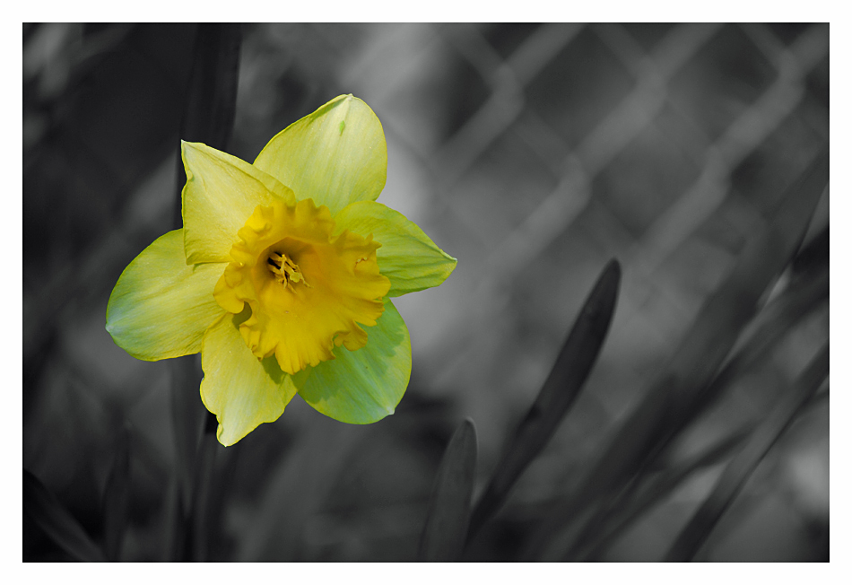 - Gelbe Narzisse (Narcissus pseudonarcissus) -