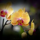 gelbe orchidee