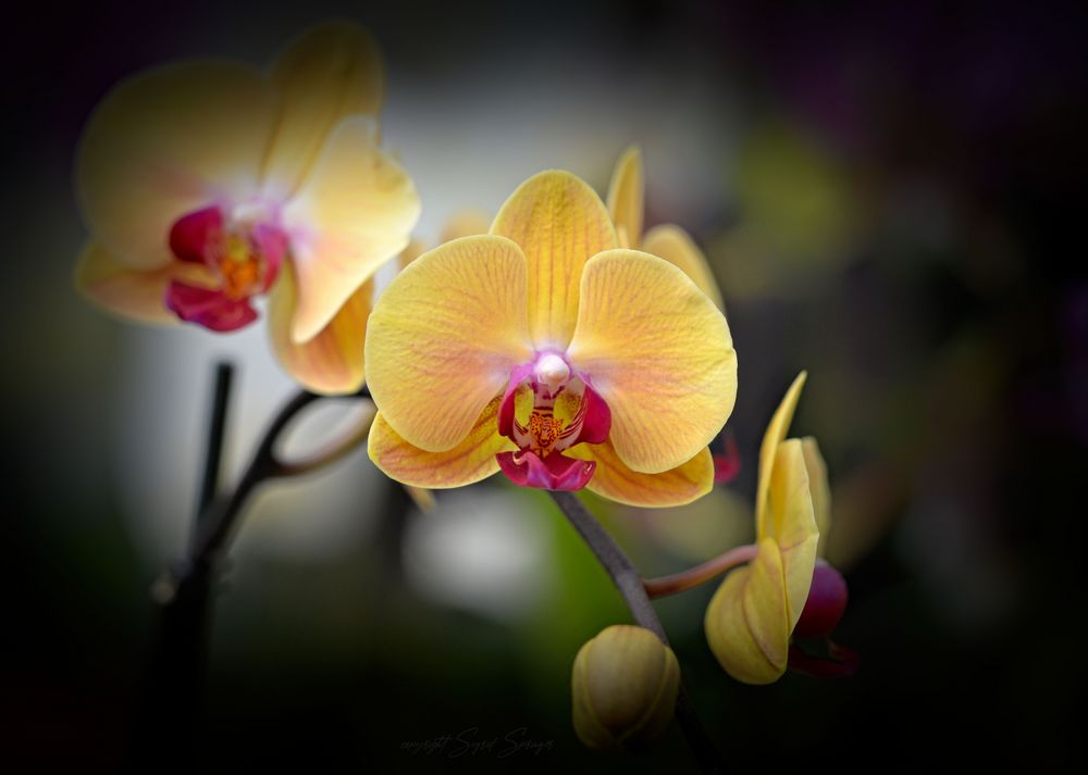 gelbe orchidee