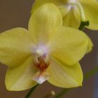 - Gelbe Orchidee -