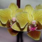 gelbe orchidee