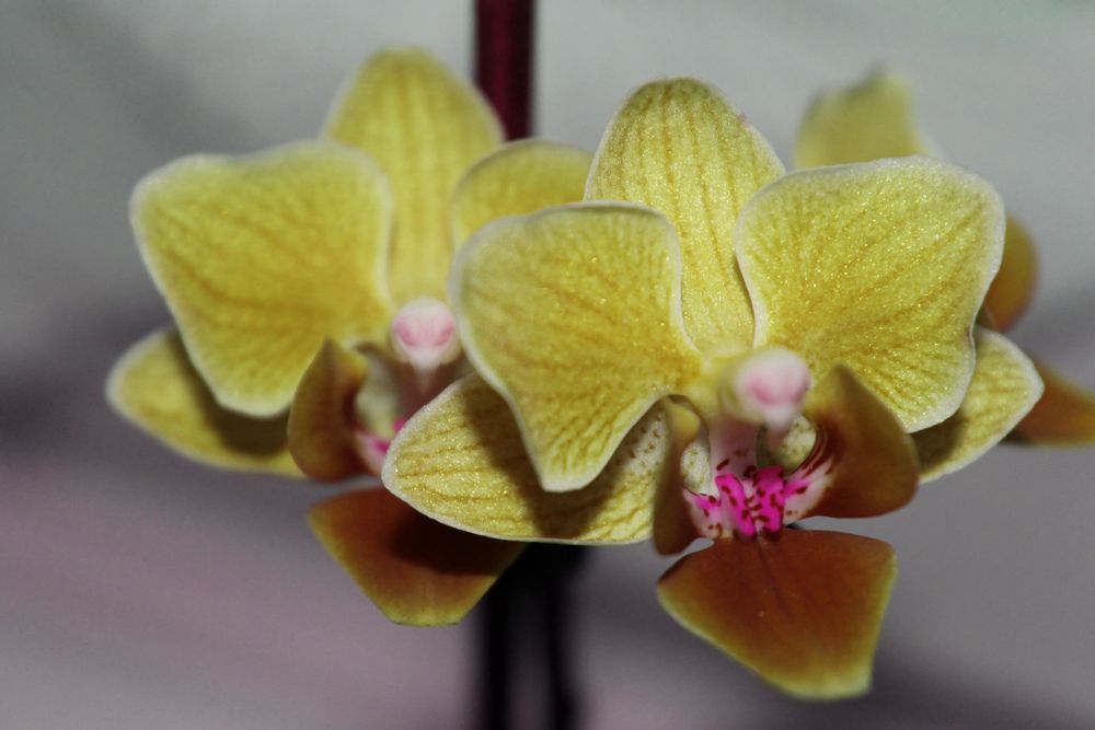 gelbe orchidee