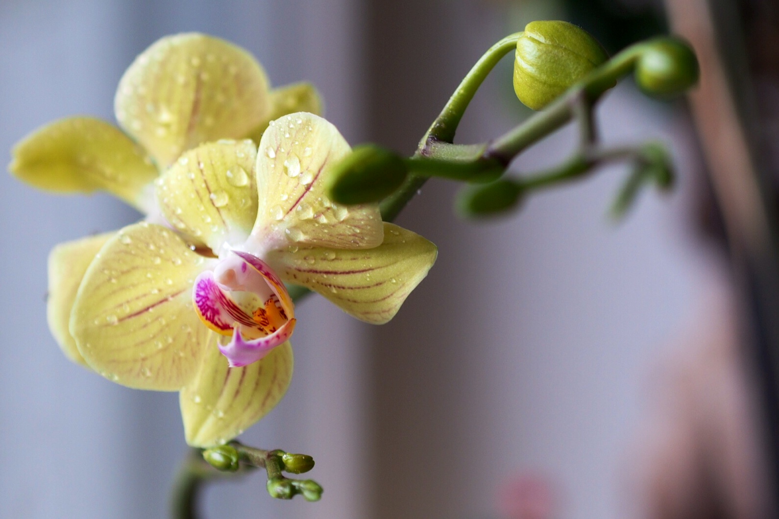 Gelbe Orchidee