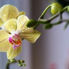 Gelbe Orchidee