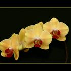 Gelbe-Orchidee II