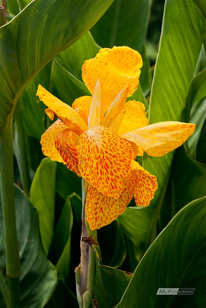 Gelbe Orchidee in Hoheheim (HP)