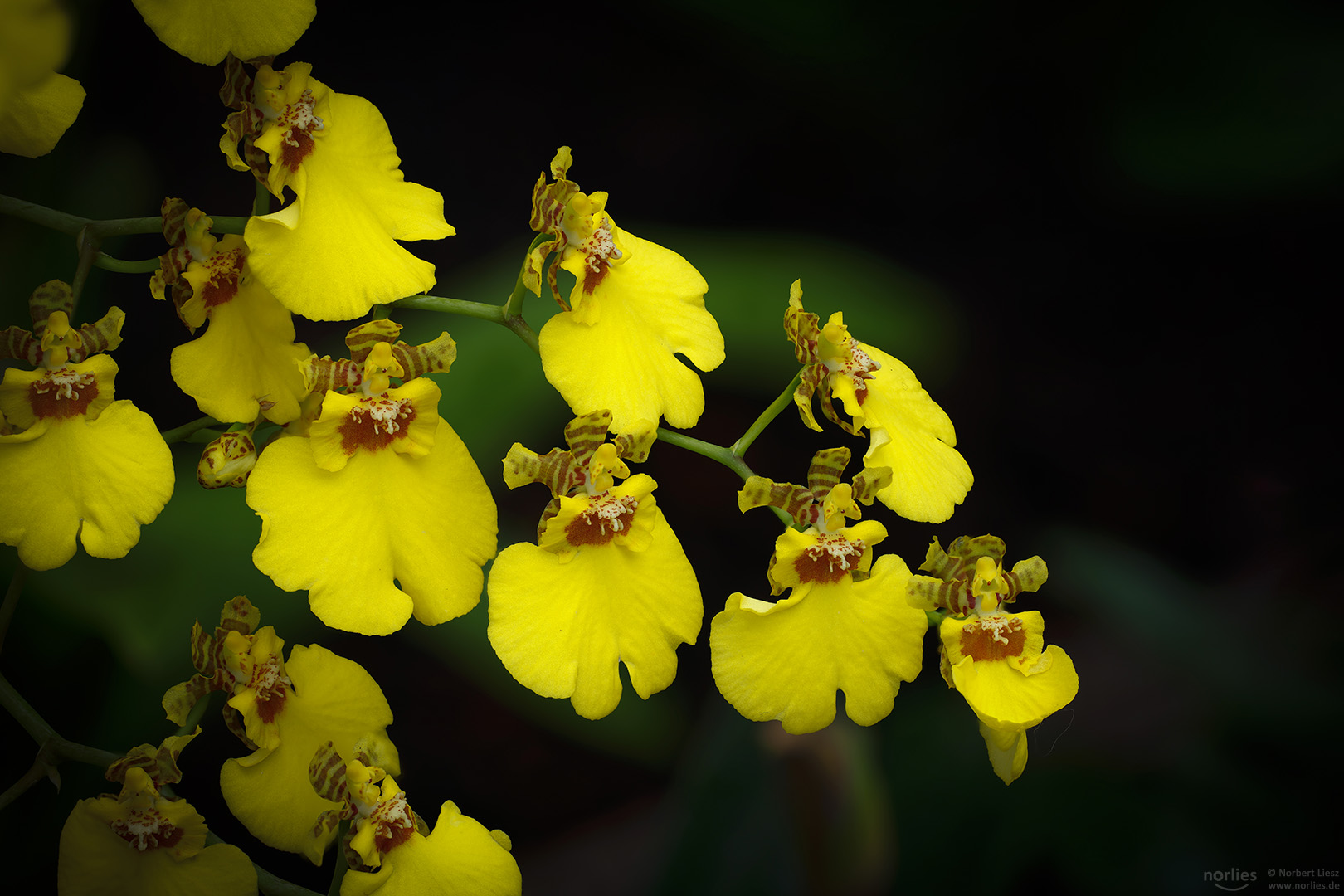 Gelbe Orchidee - Oncidium hybrid