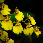 Gelbe Orchidee - Oncidium hybrid