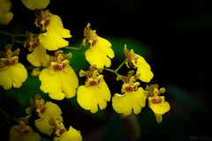 Gelbe Orchidee - Oncidium hybrid