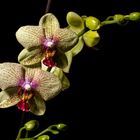 Gelbe Orchidee vor schwarzem Hintergrund