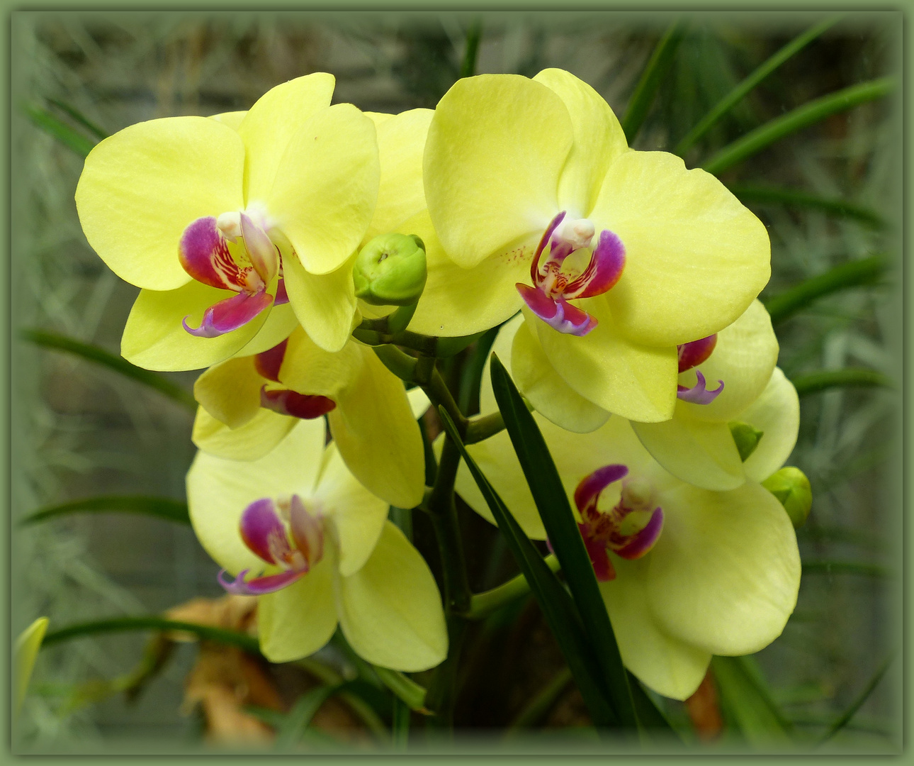 gelbe Orchideen