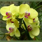 gelbe Orchideen