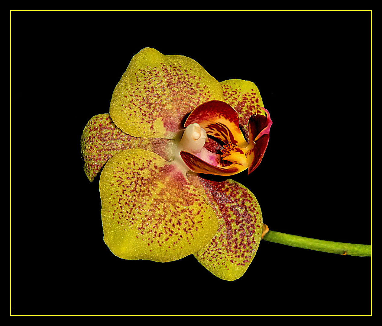Gelbe Orchideenblüte
