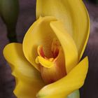Gelbe Orchideenkreuzung Angulocaste Apollo