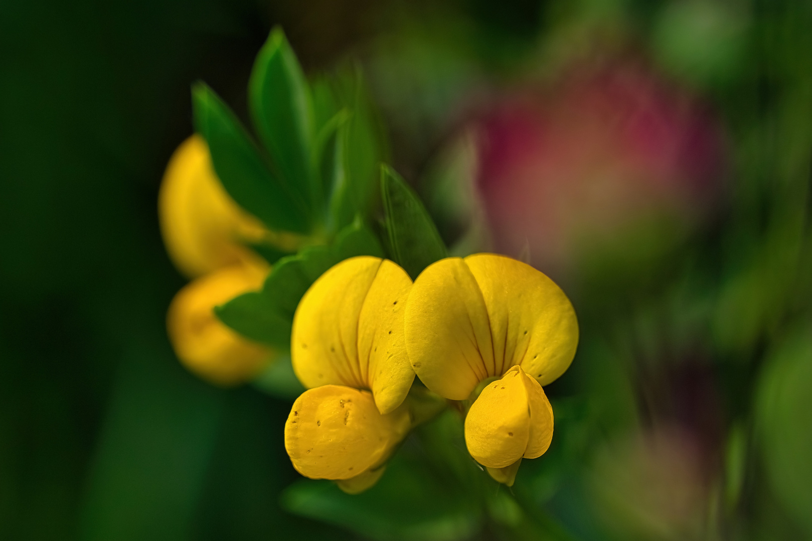 gelbe Pantoffelblume Makro