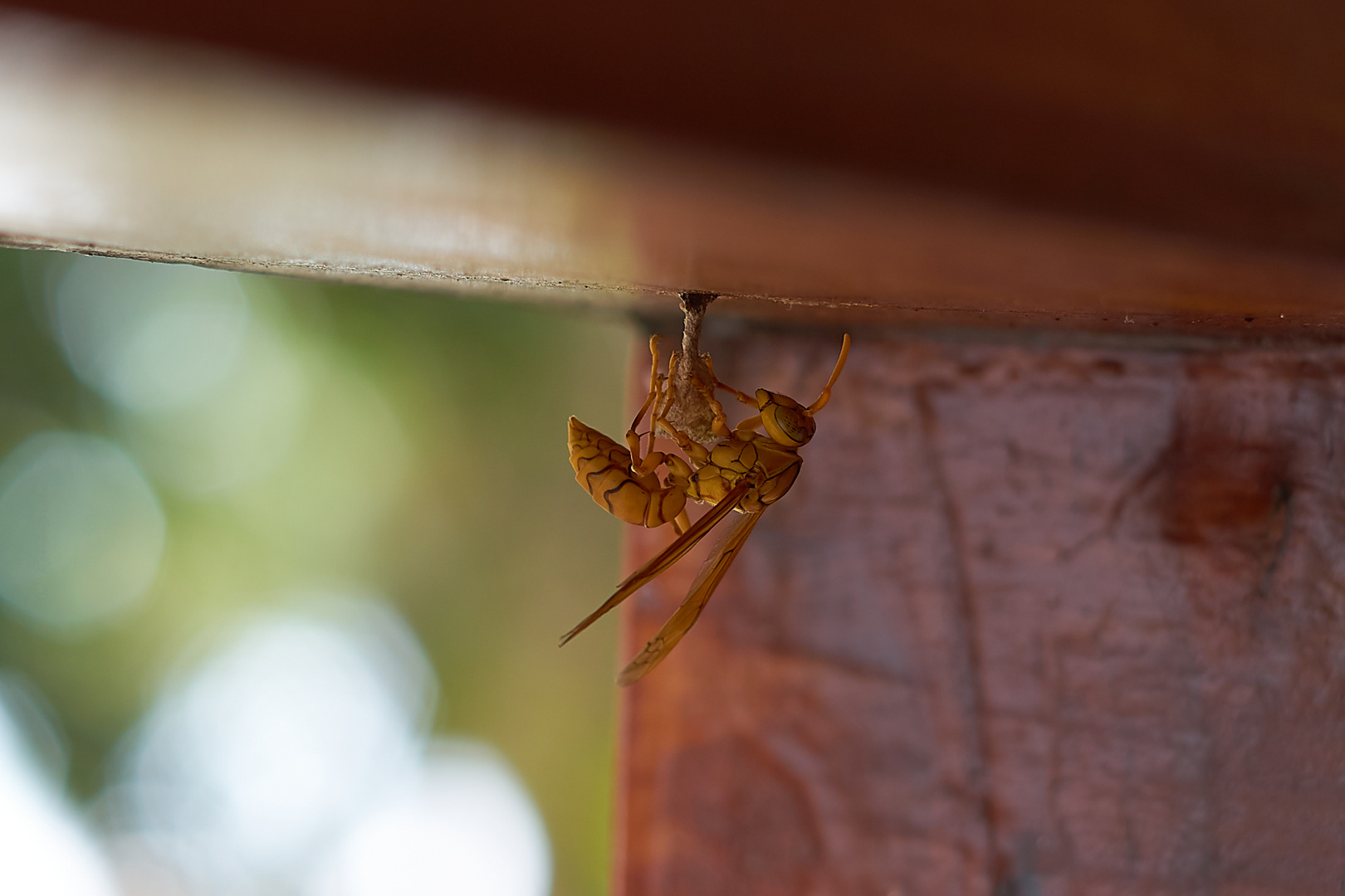 Gelbe Papierwespe (Polistes olivaceus)