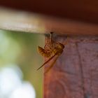 Gelbe Papierwespe (Polistes olivaceus)